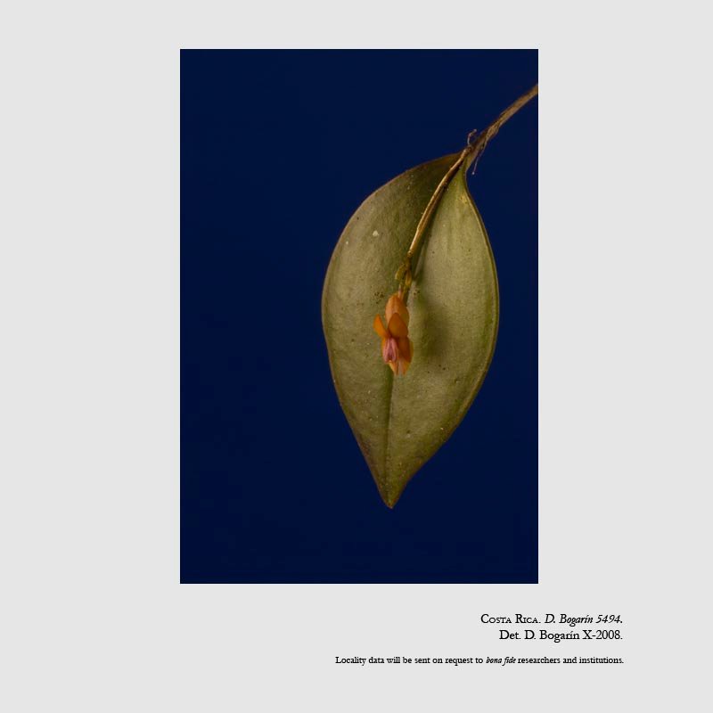 EPIDENDRA .:. Lepanthes fimbriata